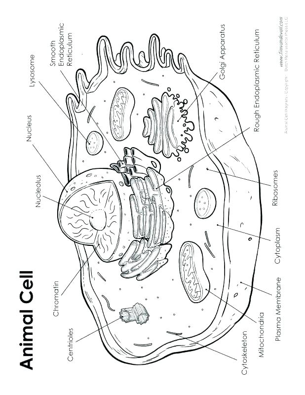 618x800 Photosynthesis Coloring Pages Worksheets Animal Cell Coloring