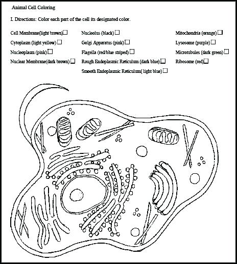 464x518 Plant Cell Coloring Within Page Decor Human Cell Coloring Page