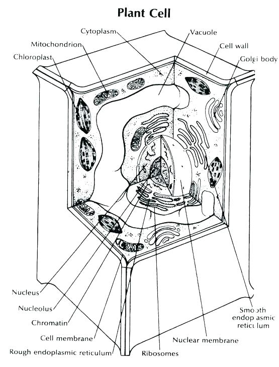 555x730 Animal Cell Coloring Page
