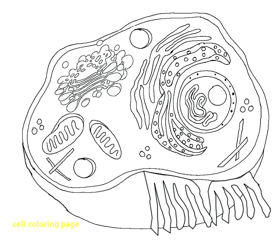 870x770 Plant Cell Color