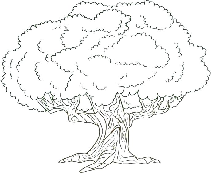 687x565 Coloring Page Of A Tree Celtic Tree Of Life Coloring Page