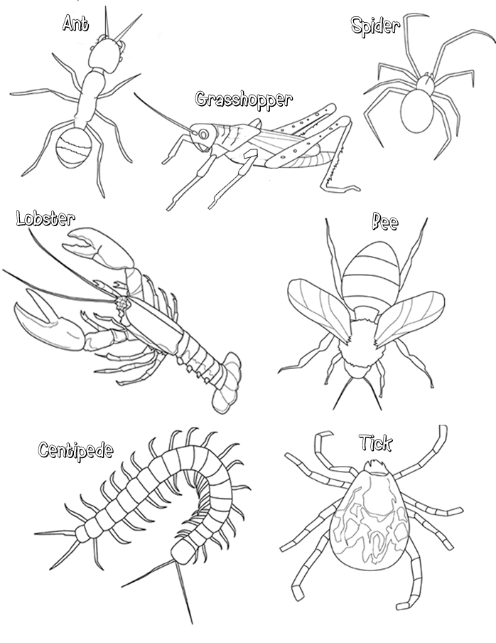 698x904 Arthropod Coloring