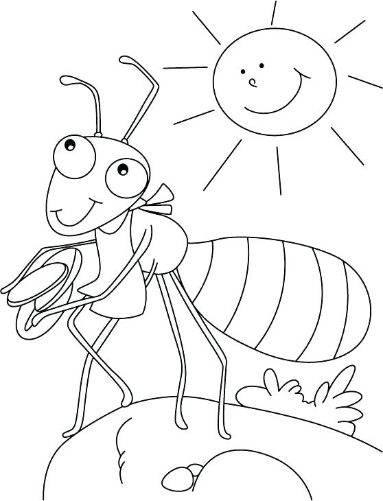 558x730 Anteater Coloring Page Centipede And Ants Coloring Pages Centipede