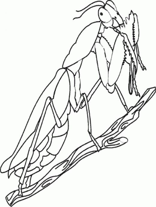 520x690 Bug Insect Coloring Pages Sheets Insects, Centipedes