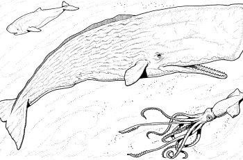 350x230 Unique Donkey Kong Cereal Box Coloring Pages Collection Great