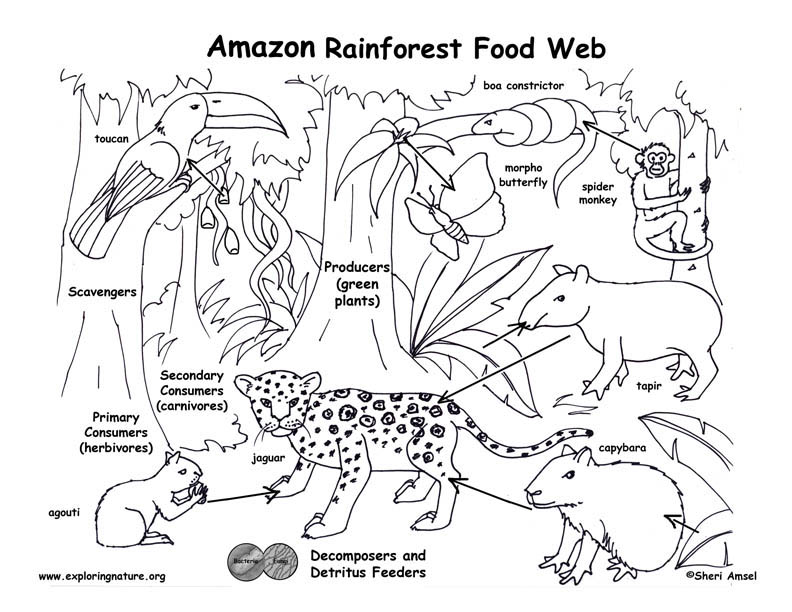792x612 Ocean Food Web Coloring Perfect Food Chain Coloring Page