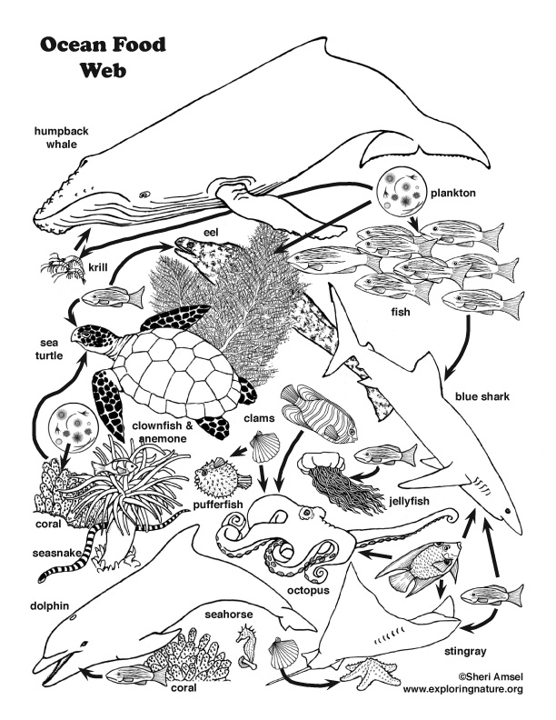 612x792 Coloring Pages Food Chain Coloring Page