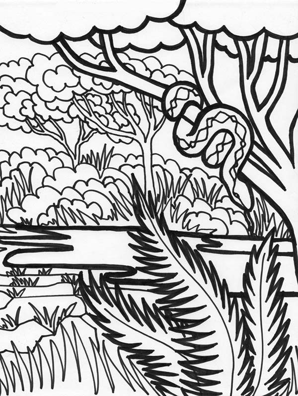 600x796 Rainforest Coloring Pages