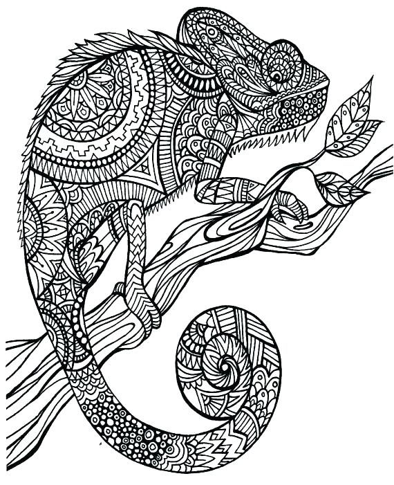 570x701 Chameleon Coloring Pictures
