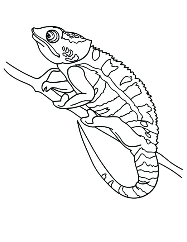 600x777 Chameleon Coloring Pictures Chameleon Picture Coloring Pages