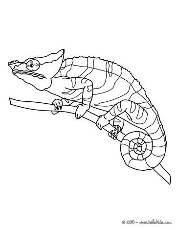 364x470 Chameleon Printable Coloring Pages