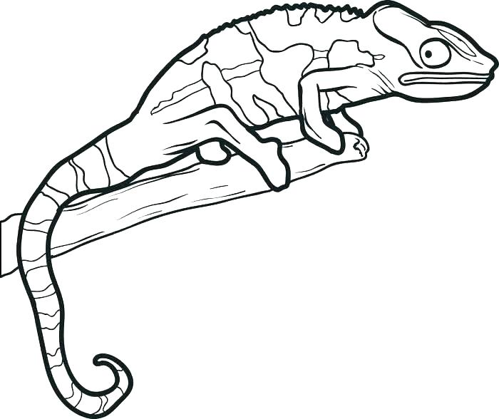 700x588 Chameleon Coloring Pages Printable Reptiles Coloring Pages