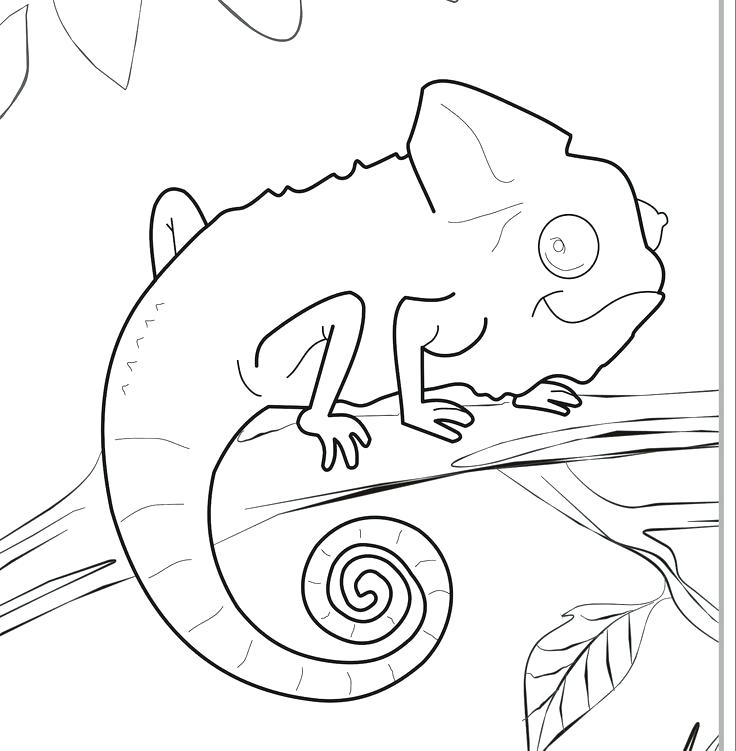 Chameleon Coloring Pages To Print at GetDrawings | Free download