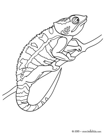 363x470 Chameleon Picture Coloring Pages