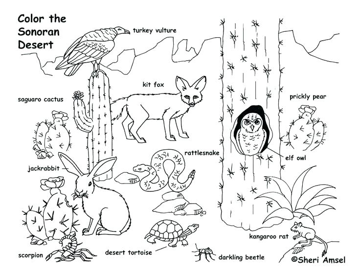 736x568 Charlottes Web Coloring Pages Food Web Coloring Worksheet Food