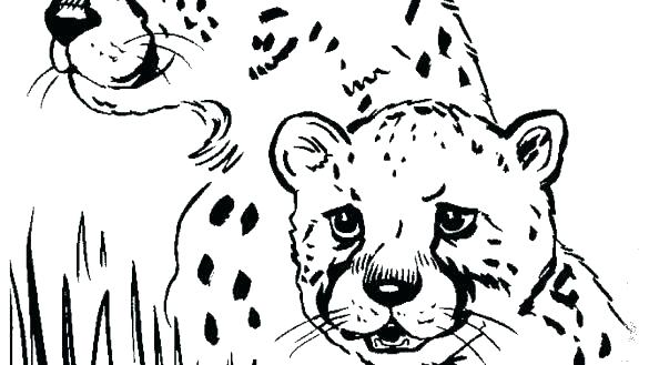 585x329 Cheetah Coloring Page Cheetah Coloring Pages Printable The Ideal