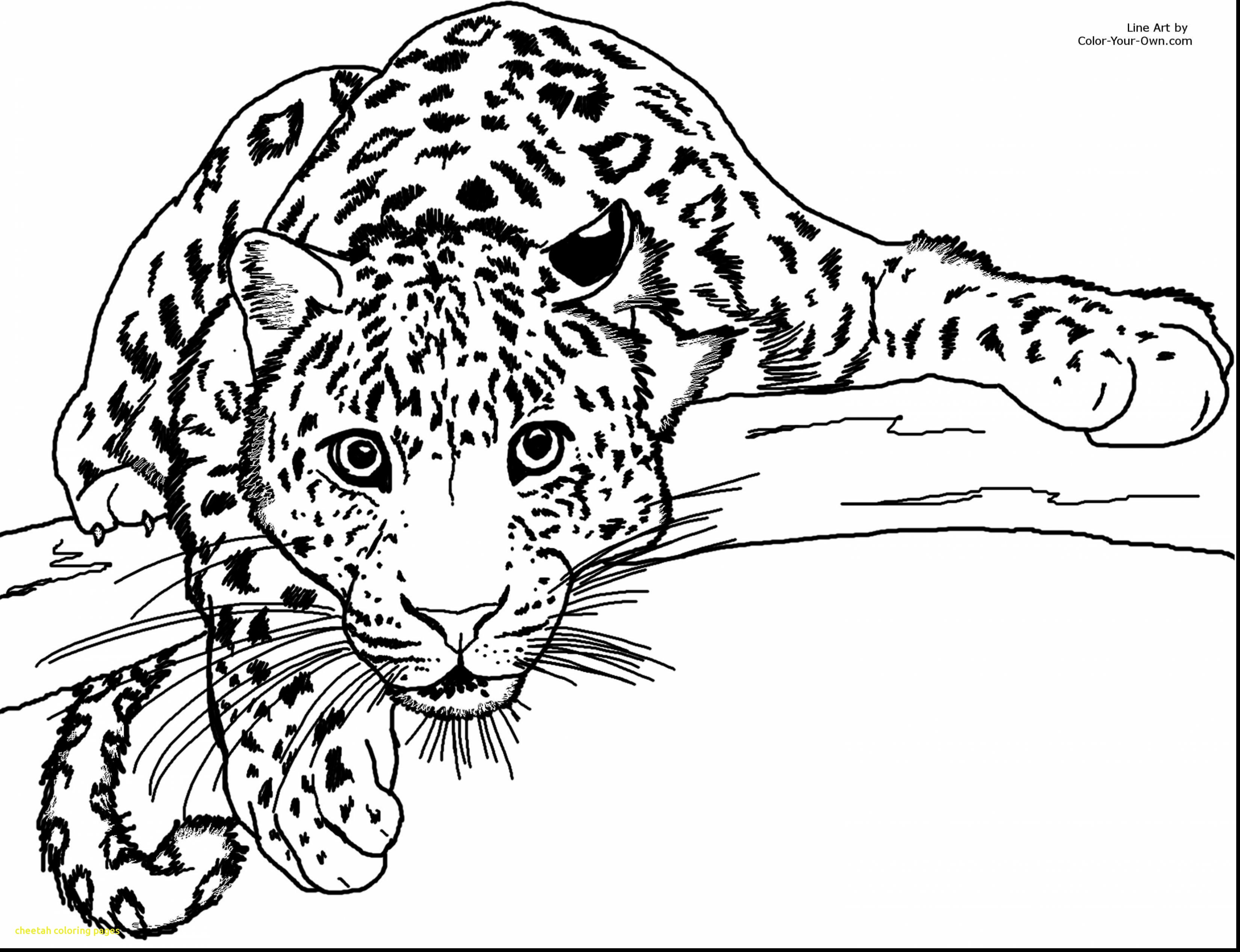 3300x2534 Cheetah Coloring Pages With Drawn Cheetah Coloring Page Pencil