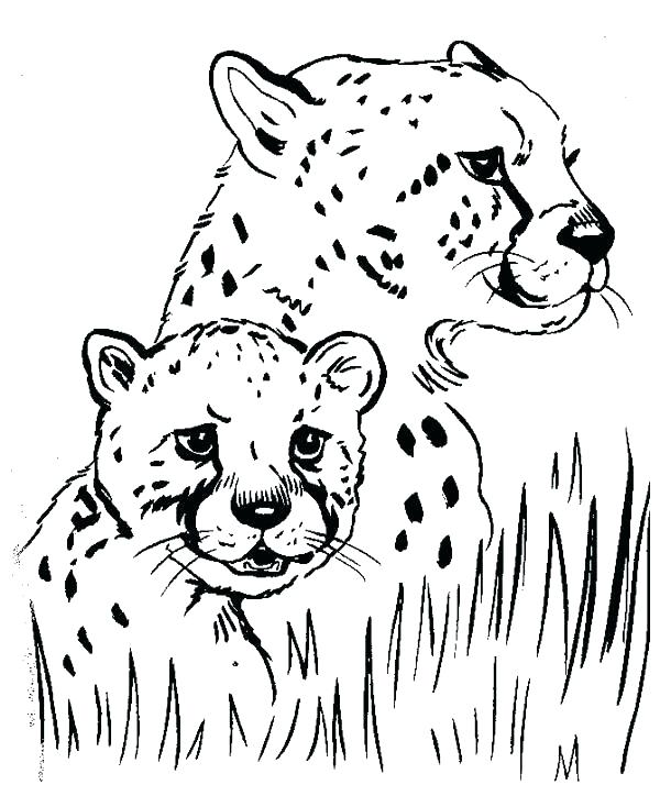 600x734 Coloring Pictures Cheetah Cubs Printable Coloring Cheetah Coloring