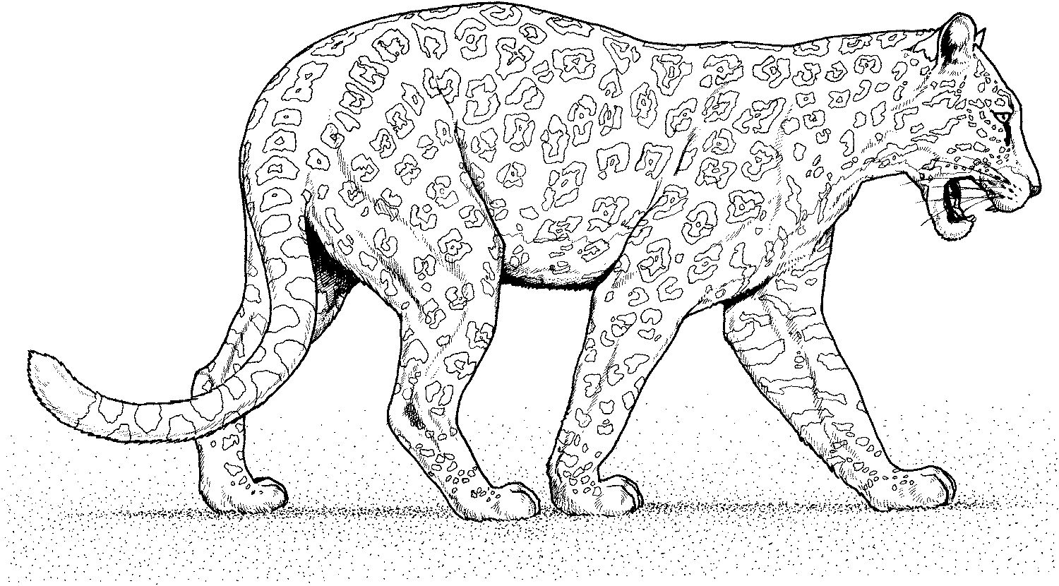 Cheetah Coloring Pages at GetDrawings | Free download