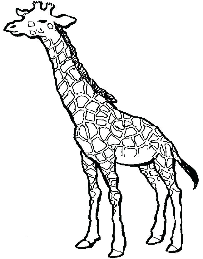 650x830 Cheetah Coloring Pages Baby Cheetah Coloring Sheets Cheetah