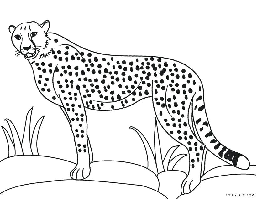 820x636 Cheetah Coloring Pages Cheetah Color Page Cheetah Coloring Pages