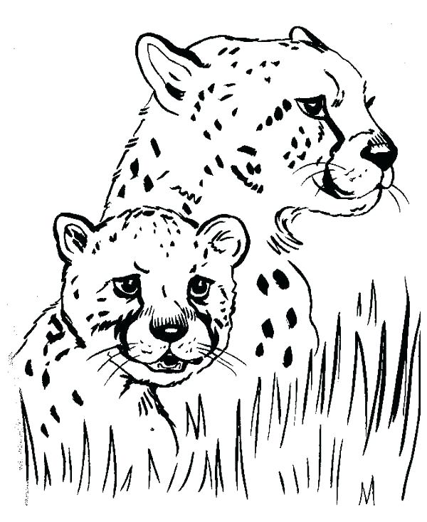 600x734 Cheetah Coloring Pages To Print Fresh Cheetah Coloring Pages Image