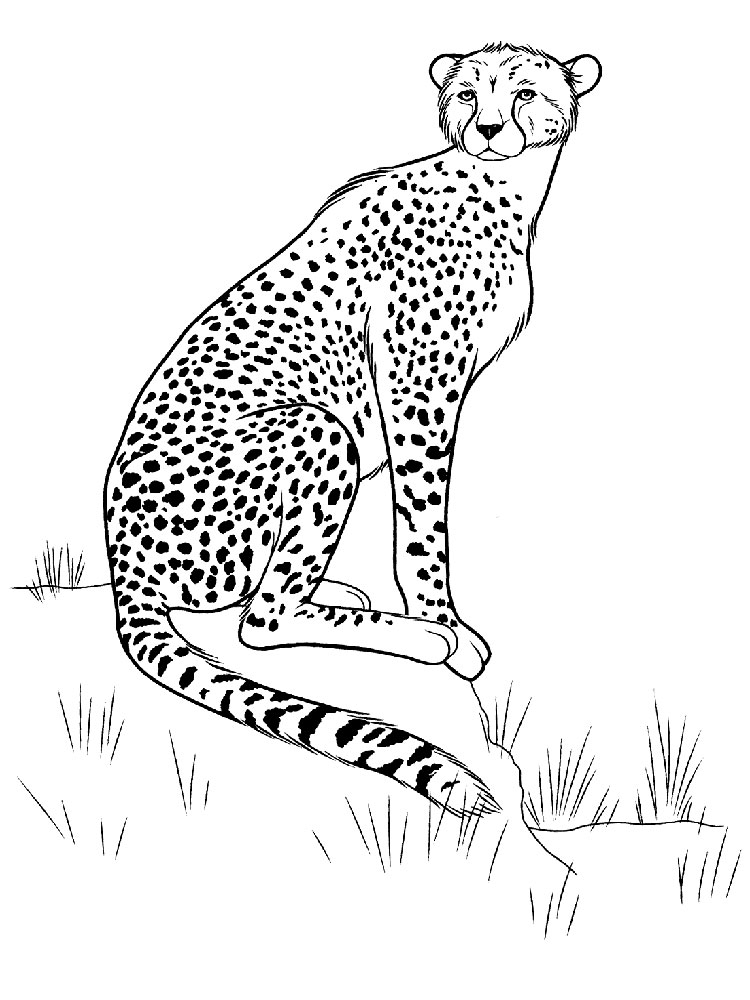 750x1000 Cheetah Coloring Pages Download And Print Cheetah Coloring Pages