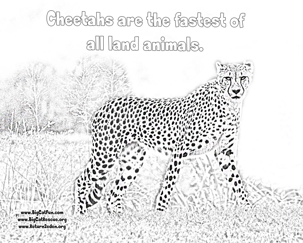 1000x800 Odd Cheetah Coloring Pages Online Lexilu Pinte