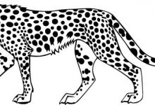 220x150 Cheetah Coloring Pages