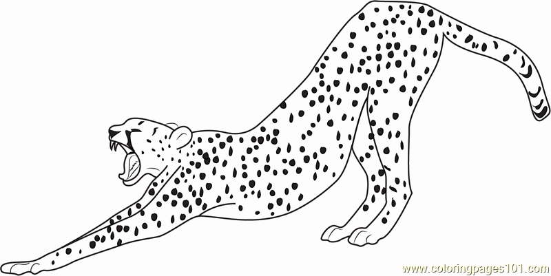 800x401 Cheetah Coloring Pages Online Gallery Get This Cheetah Coloring