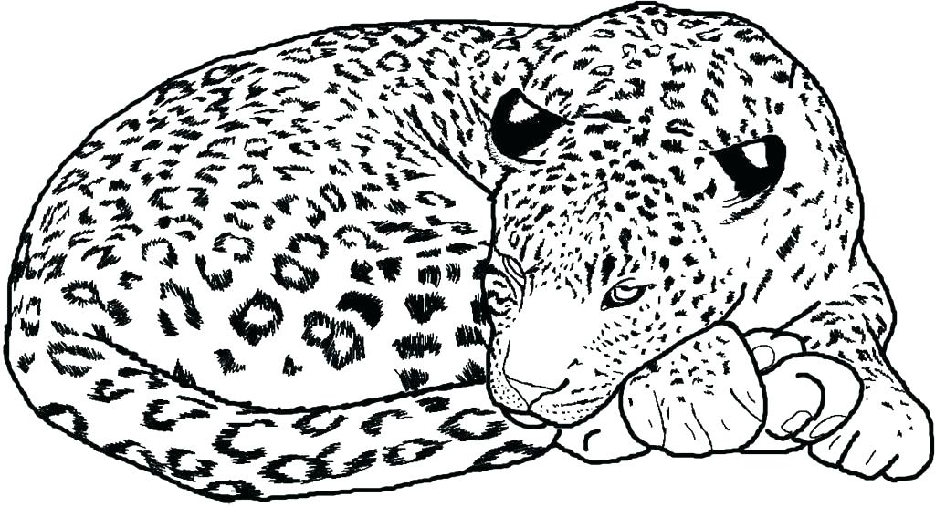 1024x556 Coloring Pages Of Cheetahs Coloring Pages Cheetah Coloring Pages