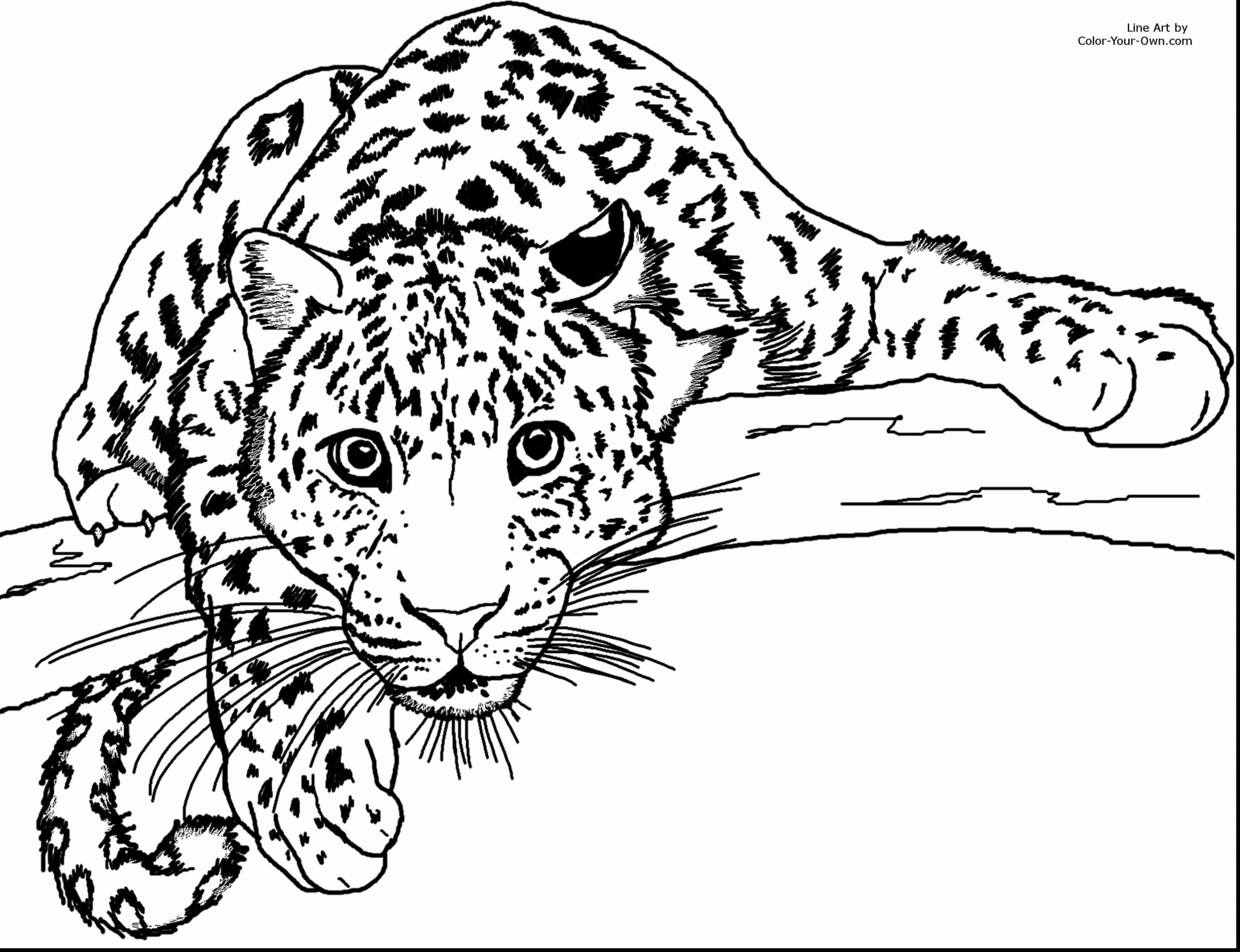 3300x2534 Cheetah Coloring Page Cheetah Color Page Coloring Pages