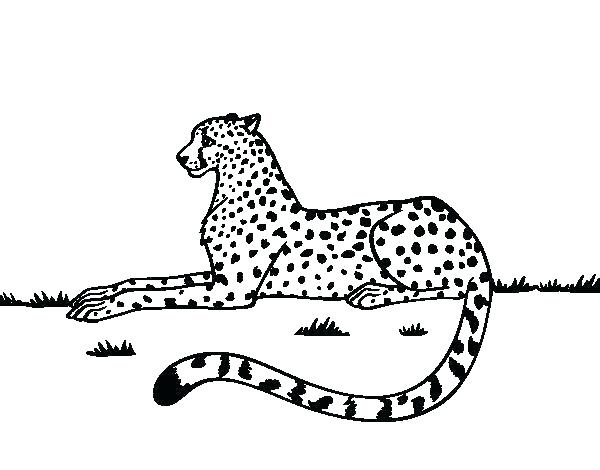 600x470 Cheetah Coloring Pictures