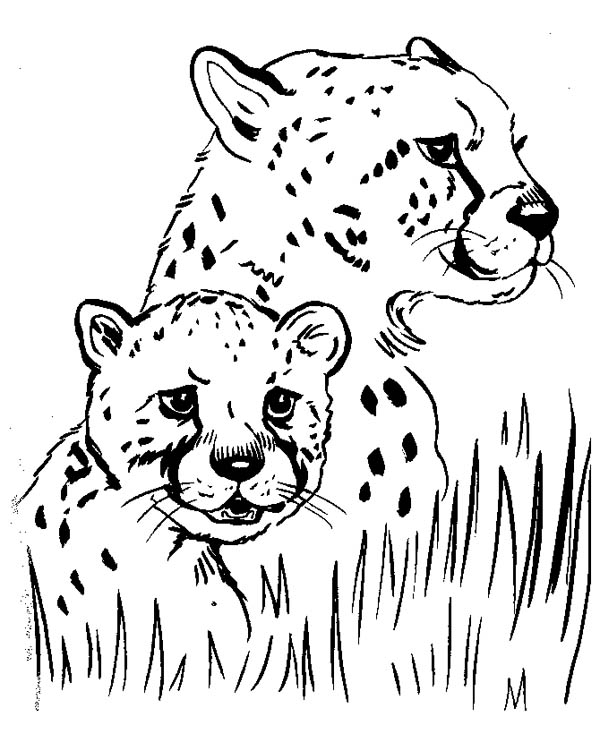 600x734 Cheetah Cub Coloring Pages Coloring Pages Of Cheetahs Cheetah Hide