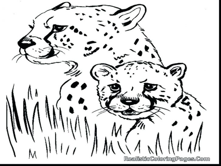 728x546 Cheetah Cubs Coloring Pages Beautiful Printable With And Her