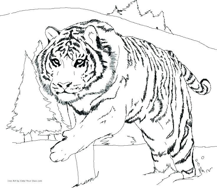 736x639 Snow Leopard Coloring Pages Baby Leopard Colouring Snow For Kids