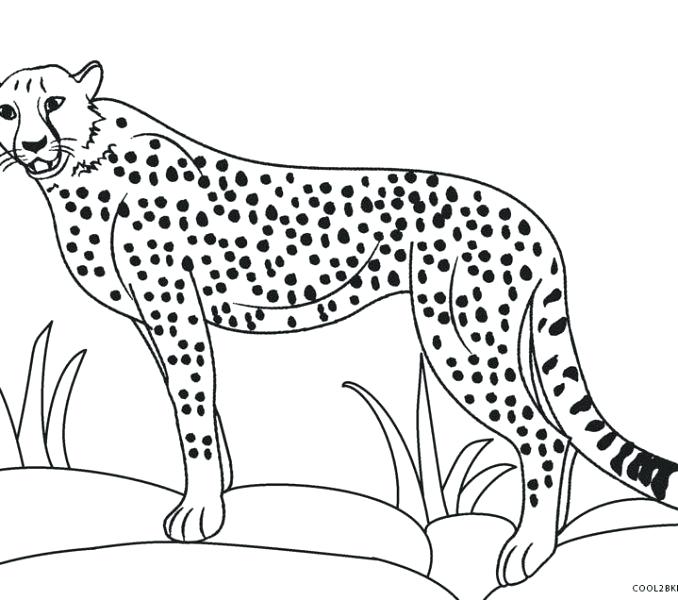678x600 Cheetah Coloring Pages Little Baby Cheetah Coloring Page Cute Baby