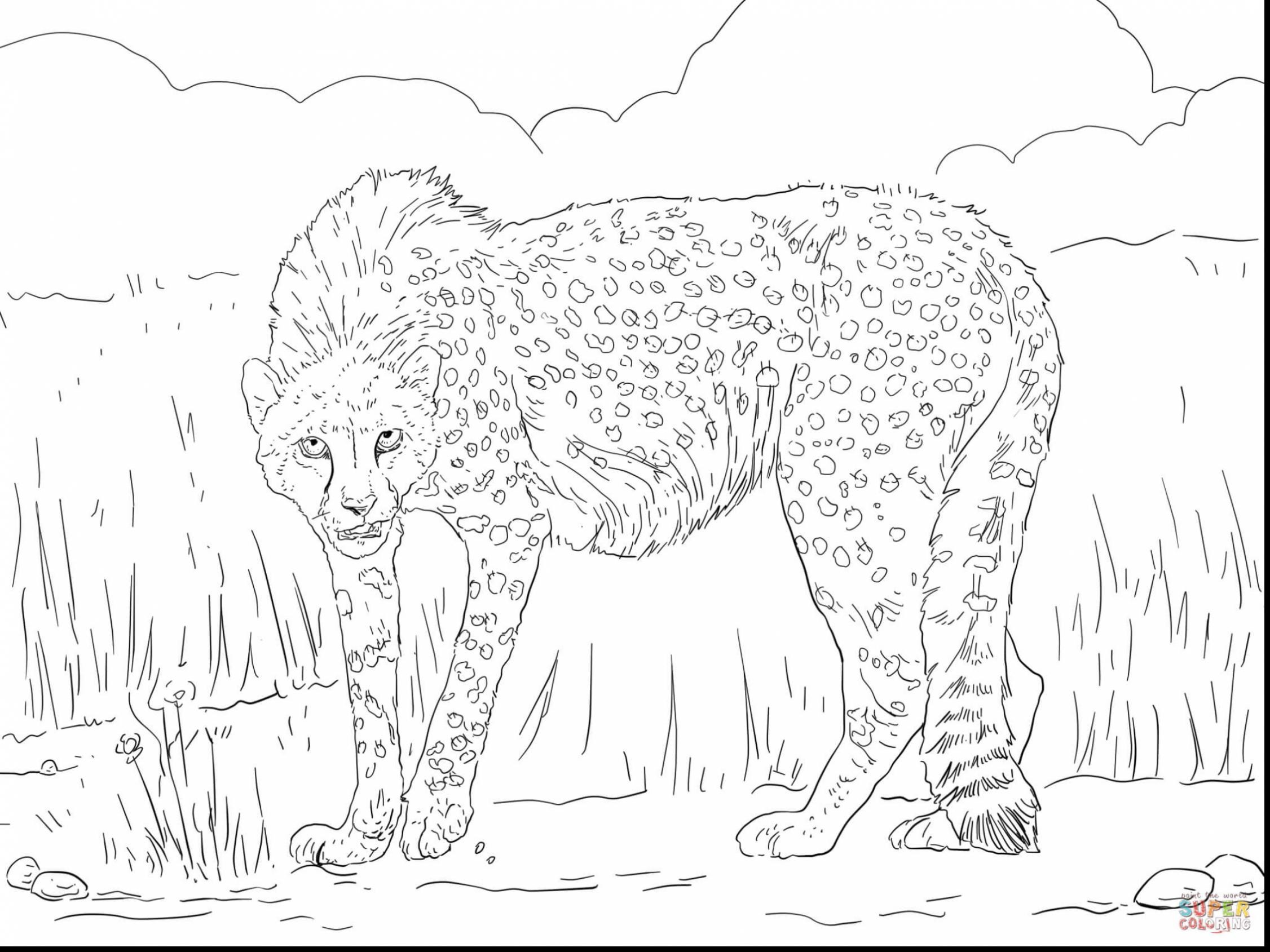 2252x1689 Cheetah Coloring Pages Realistic Resume