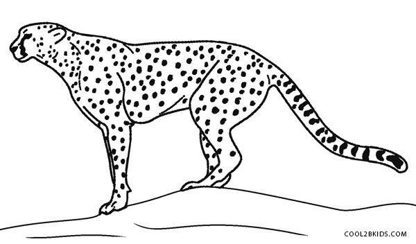 600x352 Printable Cheetah Coloring Pages For Kids