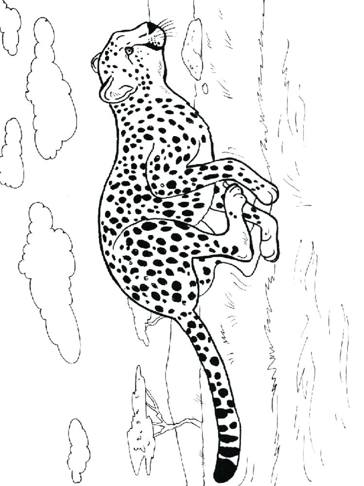 750x1000 Cheetah Coloring Pages Free Coloring Pages Cheetah Running
