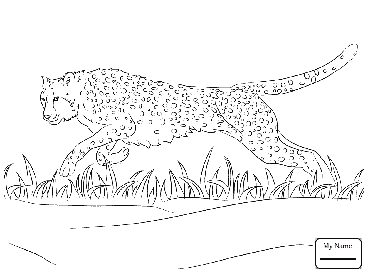 1253x934 Cheetah Running Coloring Pages Download Coloring For Kids
