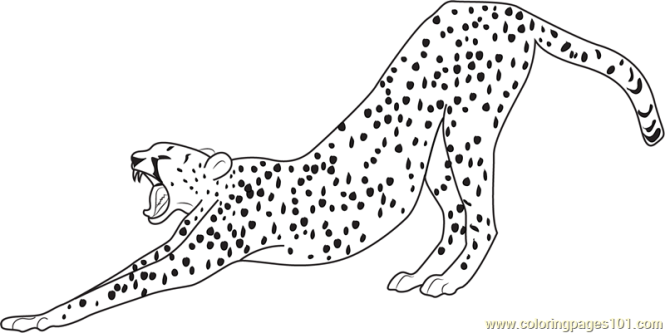 665x333 Cheetah Running Coloring Pages Color Bros
