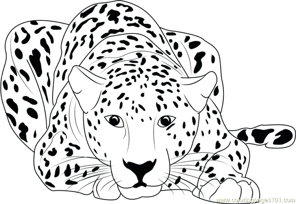 960x661 Running Coloring Pages Cheetah Running Coloring Pages Photograph