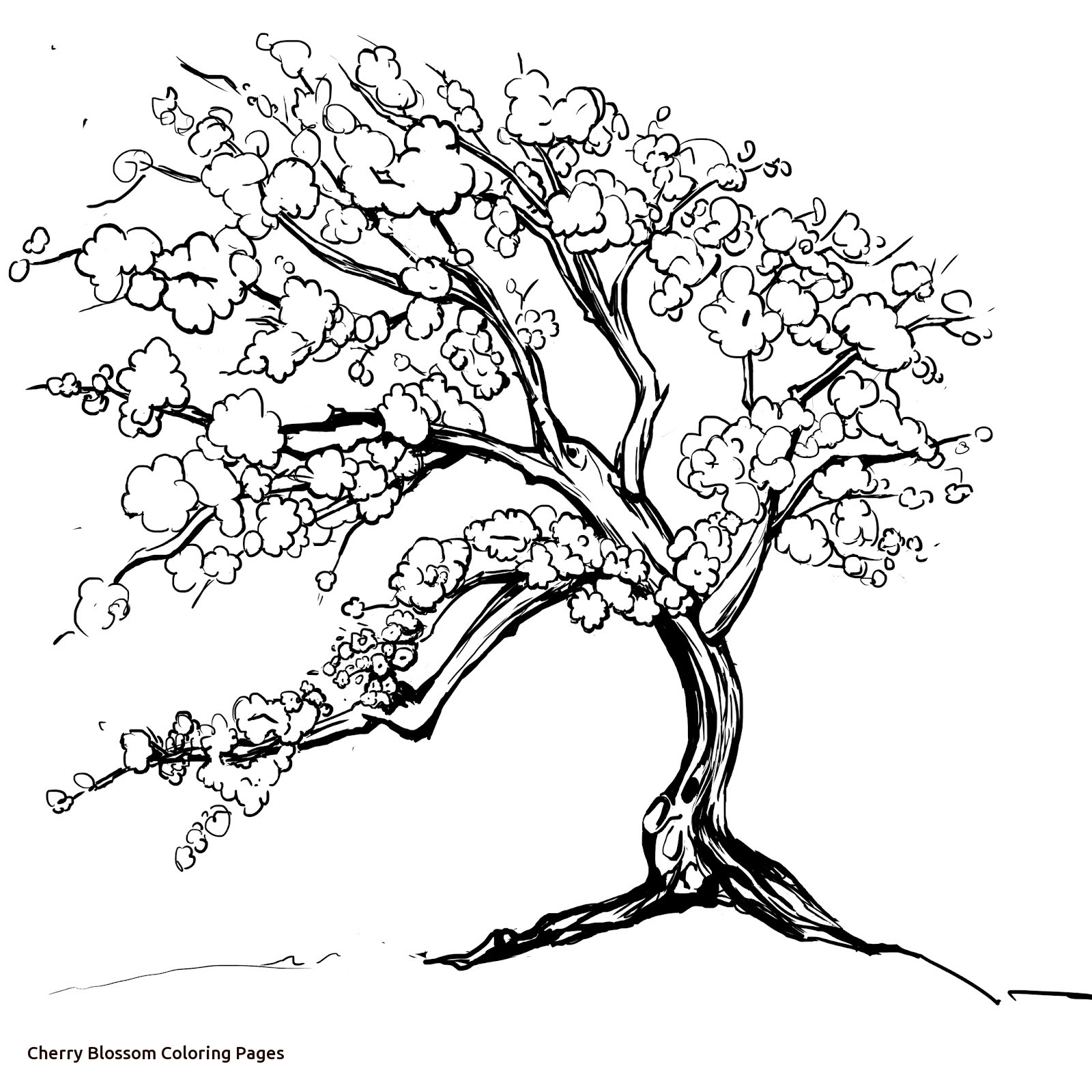 1600x1600 Cherry Blossom Coloring Pages Charming