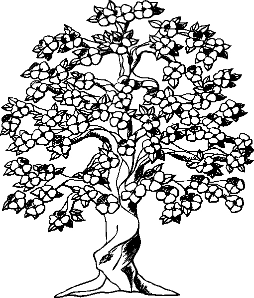 510x597 Cherry Blossom Coloring Pages Elegant Cherry Blossom Tree Clip Art