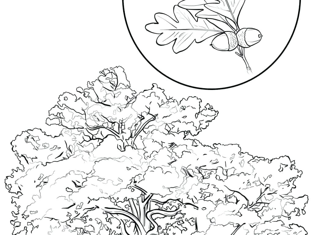 1020x768 Cherry Blossom Coloring Pages Cherry Blossom Coloring Pages Cherry
