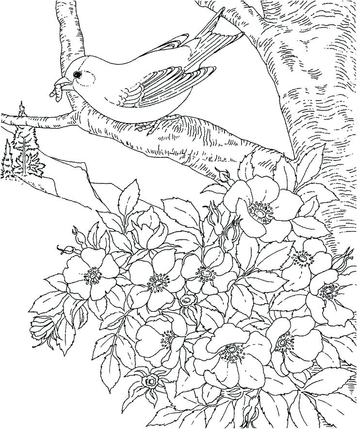 736x886 Cherry Blossom Coloring Pages Cherry Blossom Tree Coloring Page