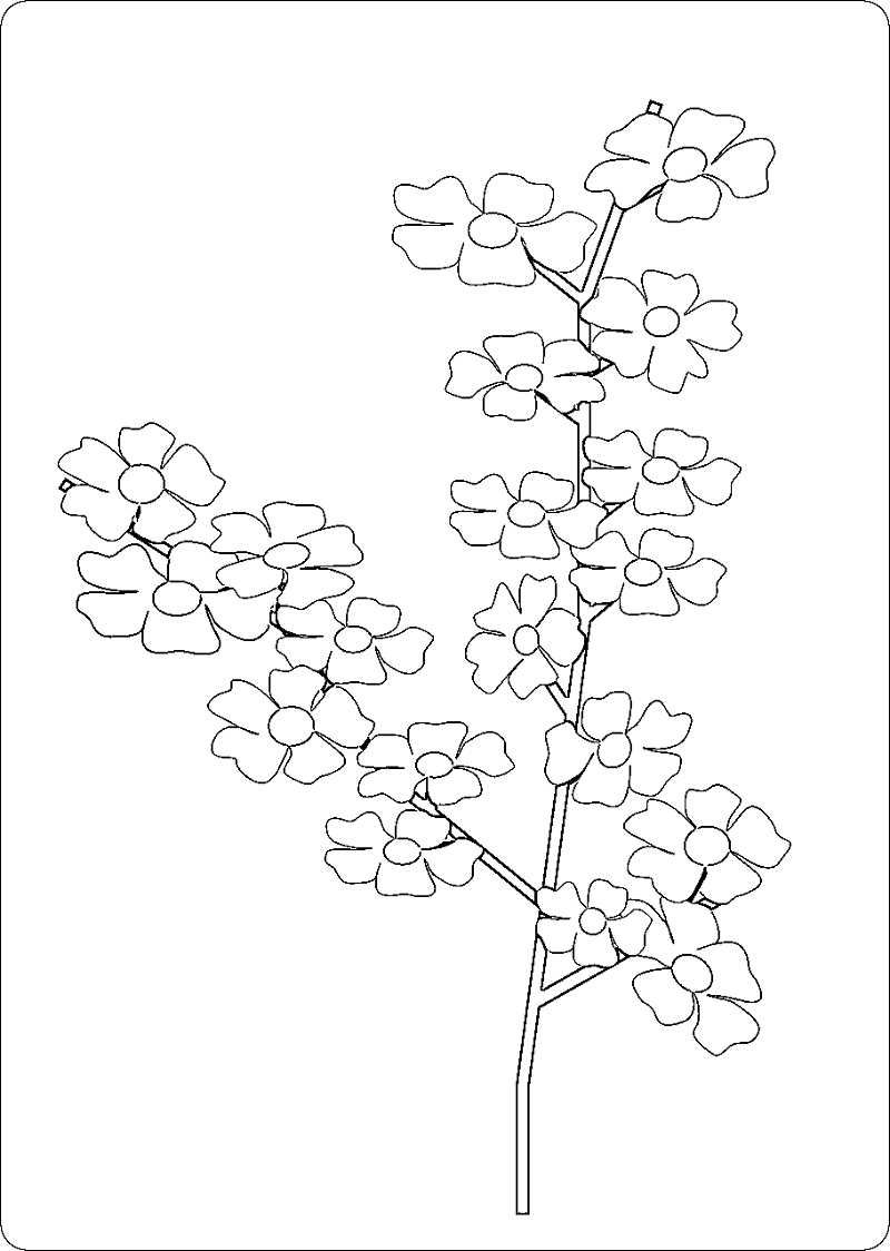 800x1124 New Cherry Blossom Coloring Page Design Printable Coloring Sheet