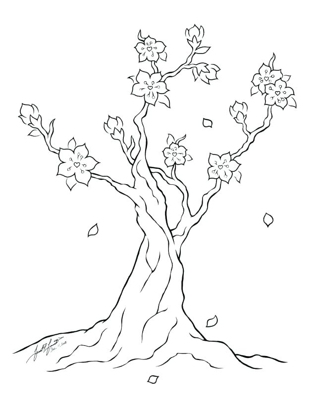 640x828 Tree Coloring Picture Cherry Blossom Tree Coloring Page Cherry