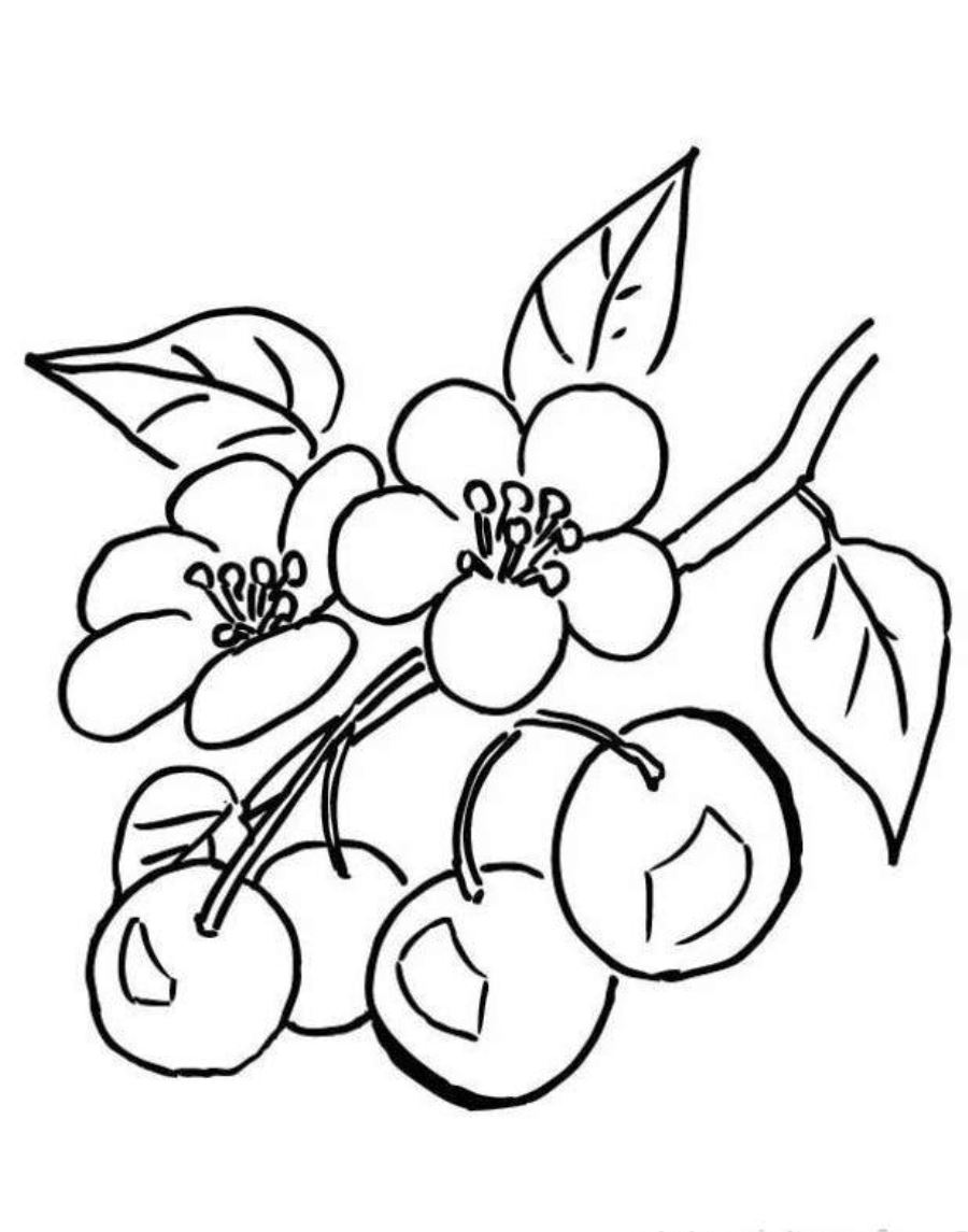 900x1145 Branch Of Cherry Blossom Tree Coloring Page School Classroom